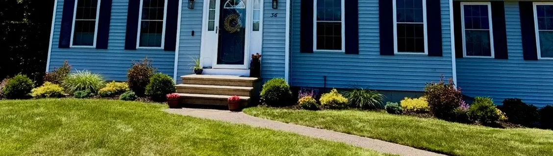 Heat-stressed summer lawn recovering after overseeding
