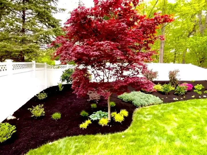 Red Japanese maple in a new bed along a white fence