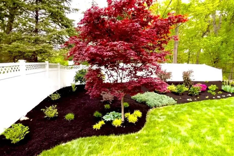 Red Japanese maple centered in a new mulched bed along a white fence