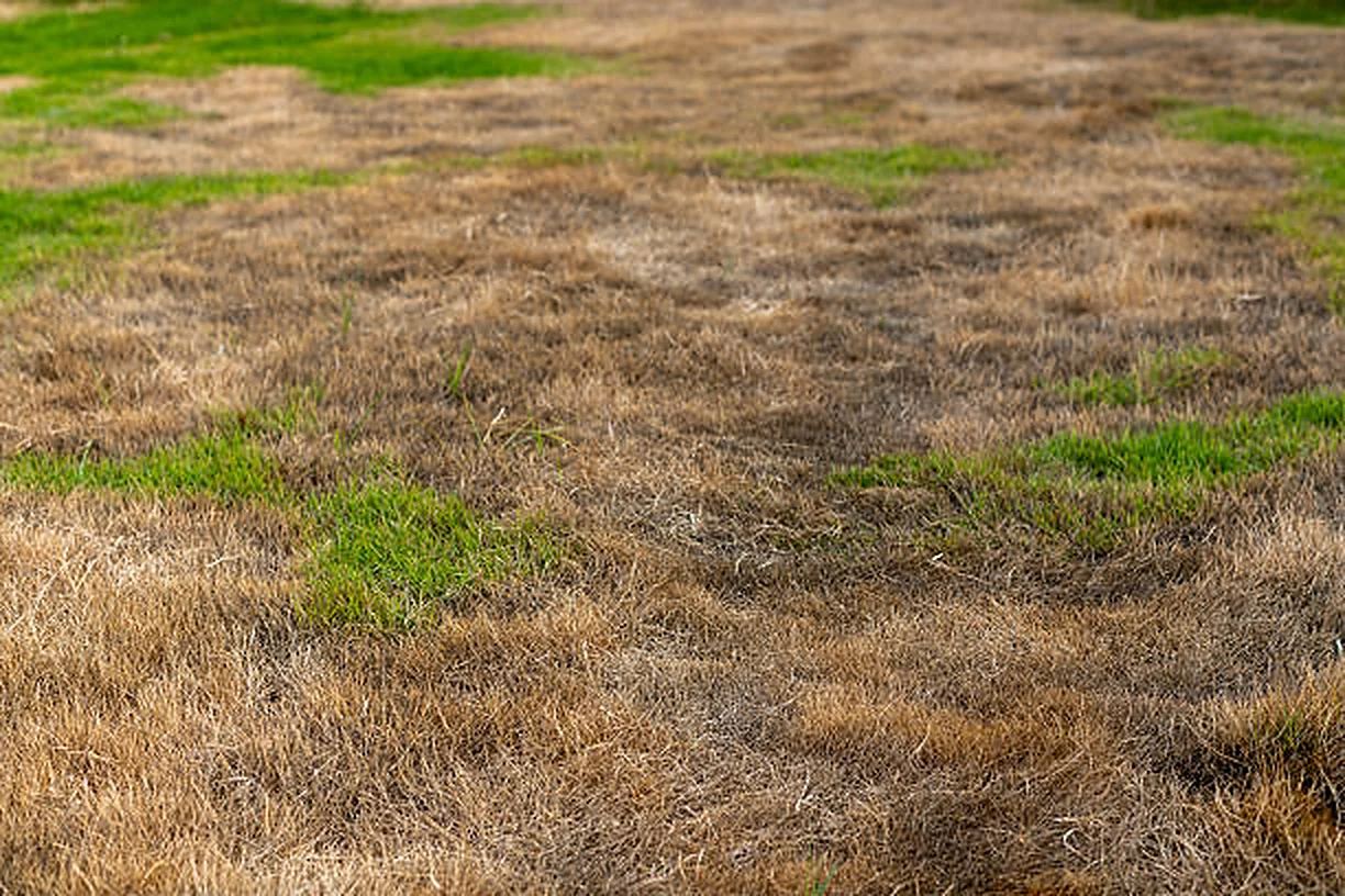 Lawn damage from grubs and animals digging in late summer