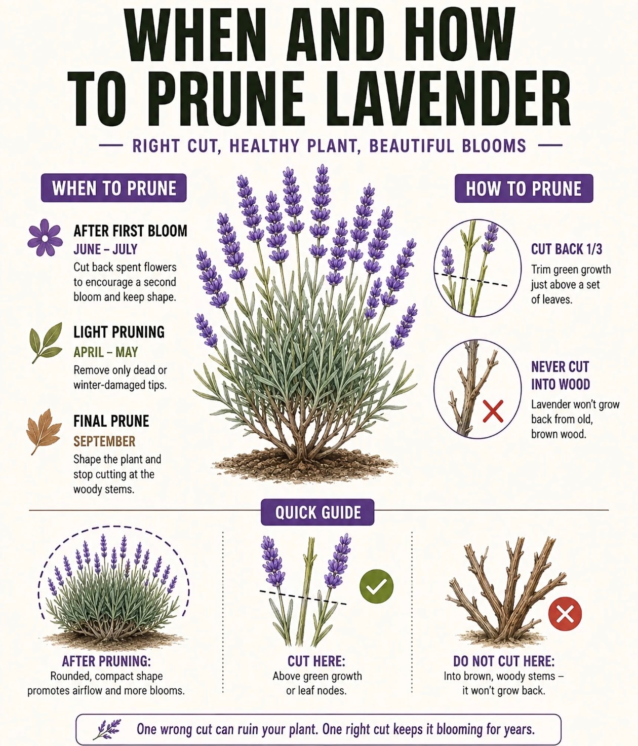 When and how to prune lavender, reference guide