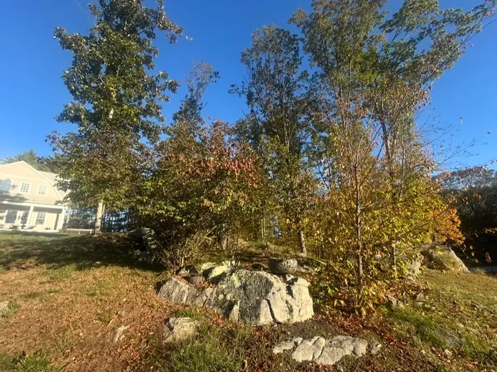 Overgrown corner of a yard with rocks, brush and birches before the cleanup
