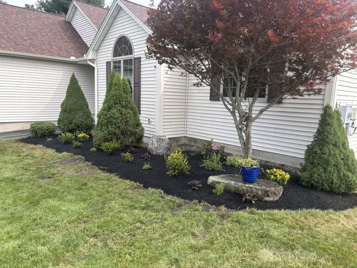 Evergreens and a red maple in a front bed