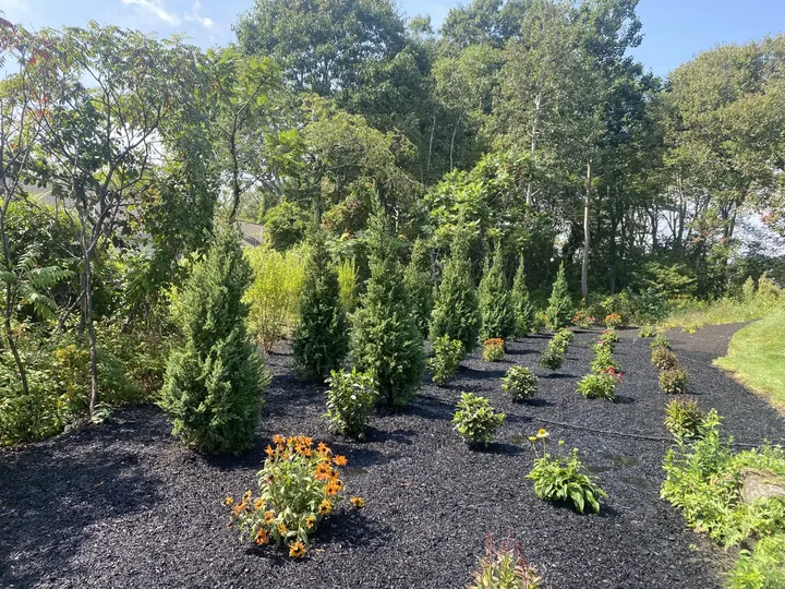 Young evergreens planted in staggered rows in a fresh mulch bed