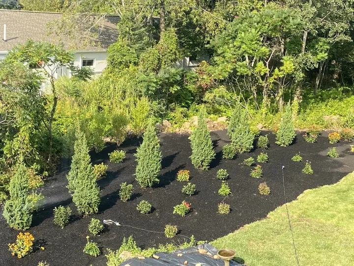 Young evergreens planted in rows beside a house
