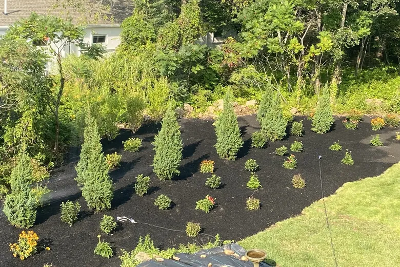 Young evergreens and shrubs planted in rows along the side of a house