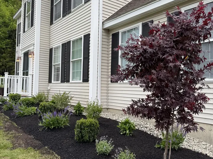 Red maple and shrubs in a new bed at the corner of a house