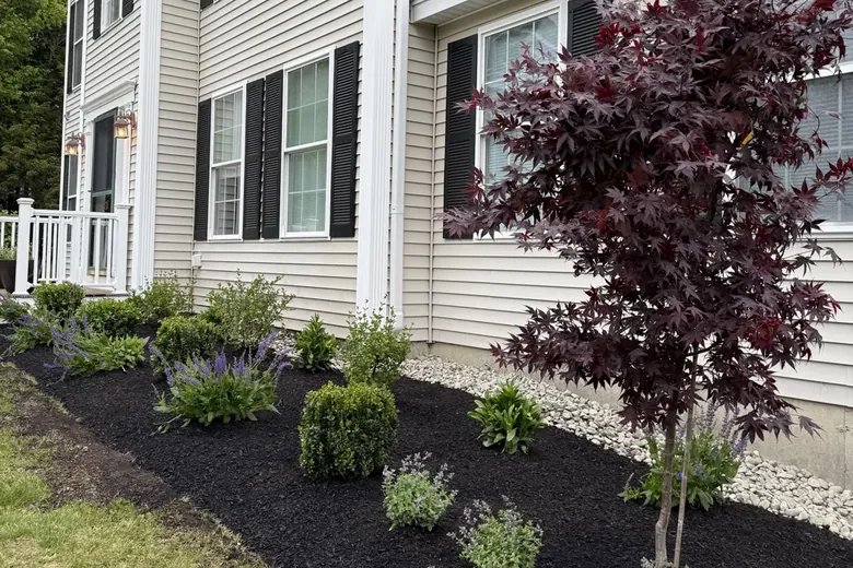 Red maple and shrubs in a new bed at the corner of a house