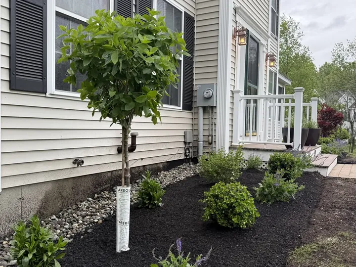 Young ornamental tree in a new bed