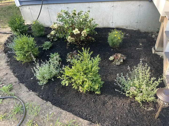 New flowerbed with young shrubs at the corner of a house