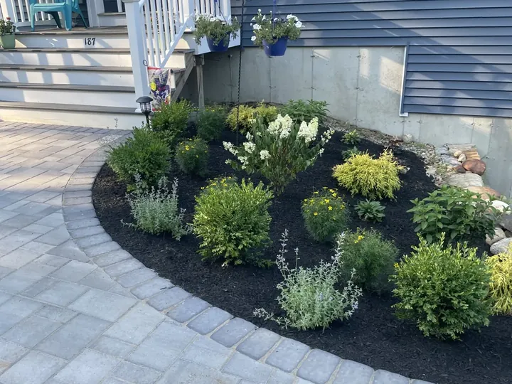 New shrubs in a bed curving along a paver walk