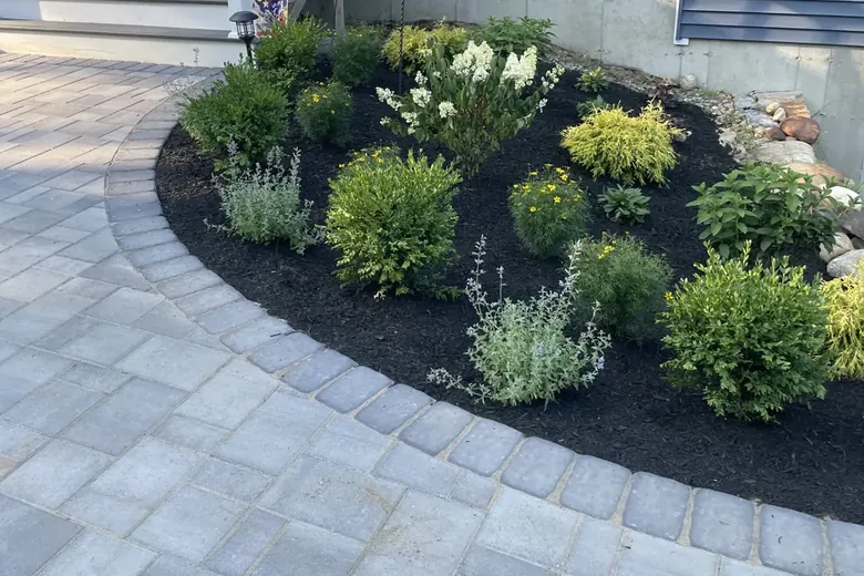 New shrubs in a bed curving along a paver walk to a front door