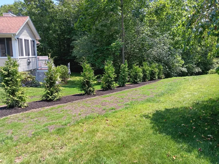Row of young Green Giant arborvitae along a lawn