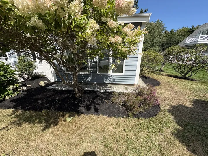 Shrubs in a freshly mulched bed beside a shingled house