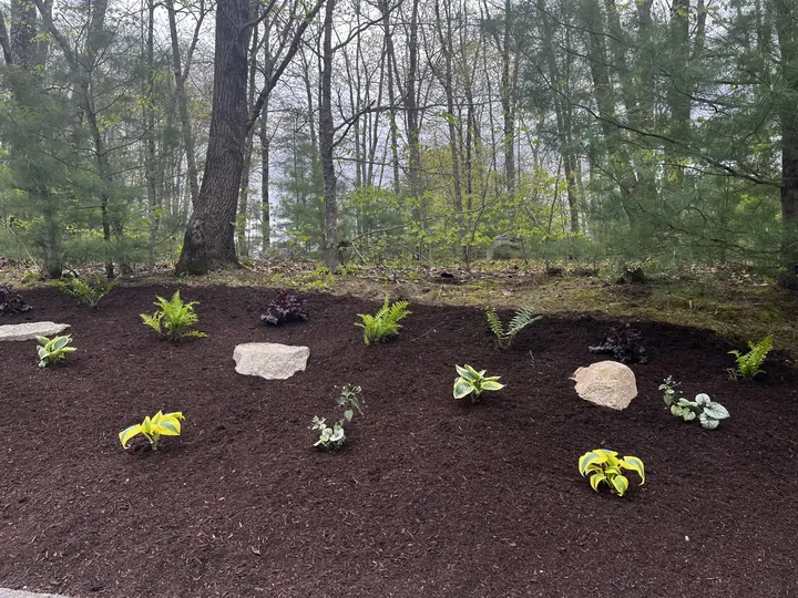 New bed of evergreens and perennials